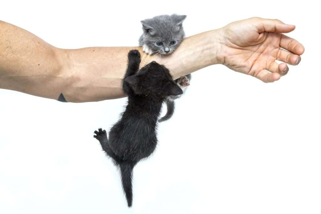 Adopción responsable, hombre jugando con gatitos