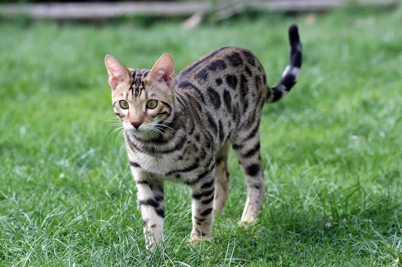 Gato Bengalí de paseo sobre el pasto