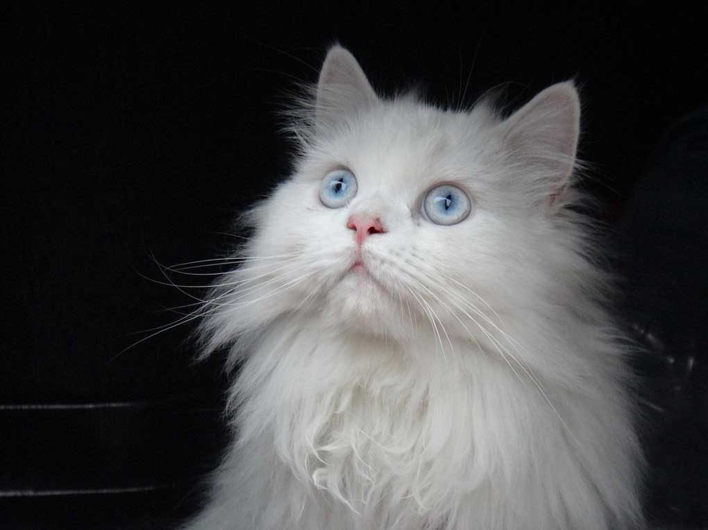 Gato persa mirando al infinito