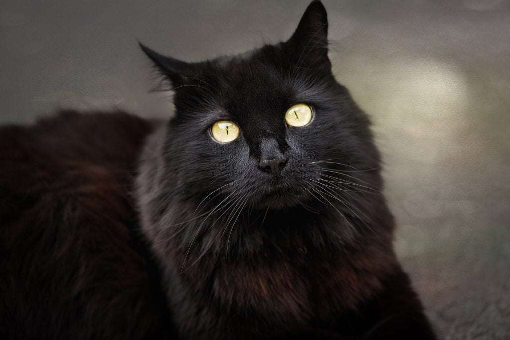 Gato Angora negro ojos amaraillos