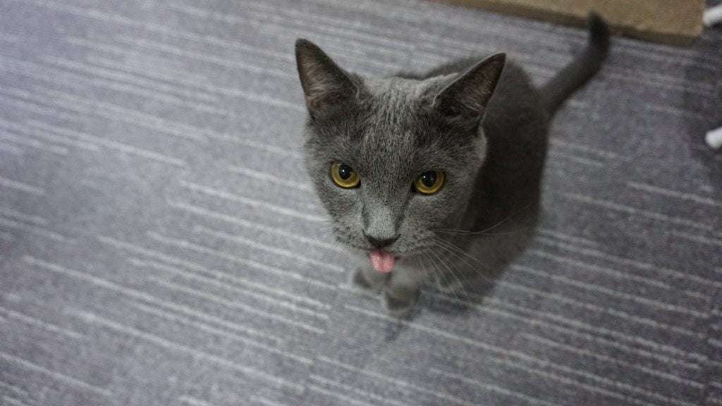 Gato Azul Ruso con la lengua de fuera