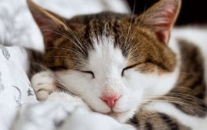 Adopción responsable delos gatos