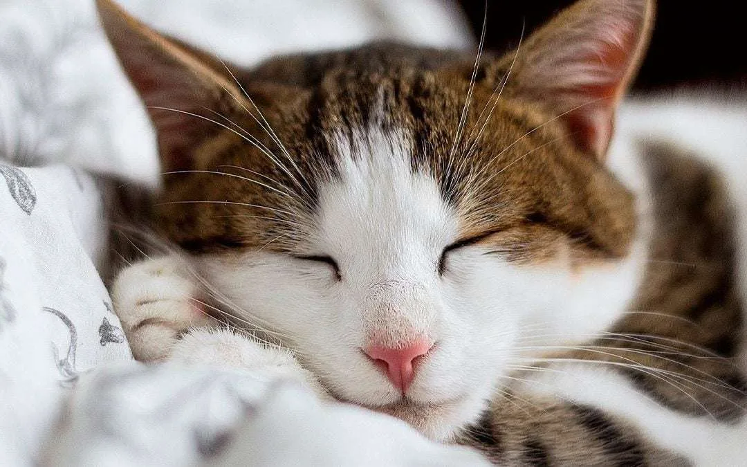 Adopción responsable delos gatos