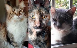 Gatos de nombre Tapo Mochis y Parche, estas son sus historias