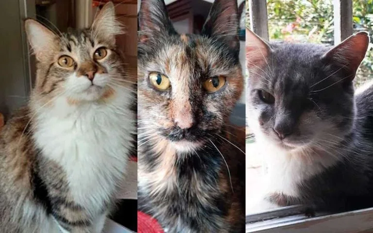 Gatos de nombre Tapo Mochis y Parche, estas son sus historias