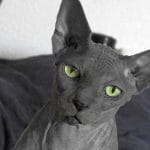 Gato Egipcio