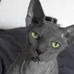 Gato Egipcio