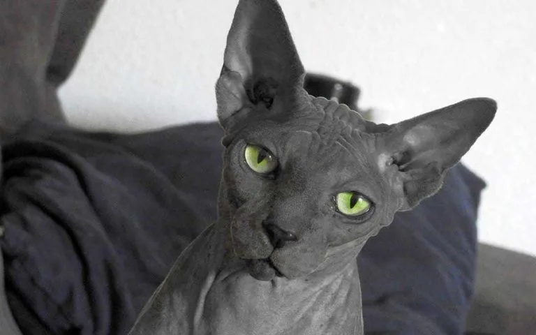 Gato Egipcio