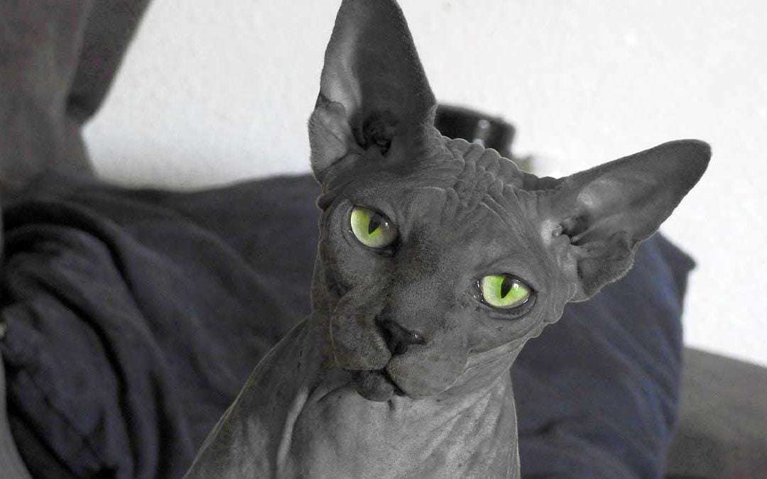 Gato Egipcio 1 Gato Egipcio