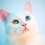 Gato Angora