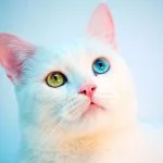Gato Angora