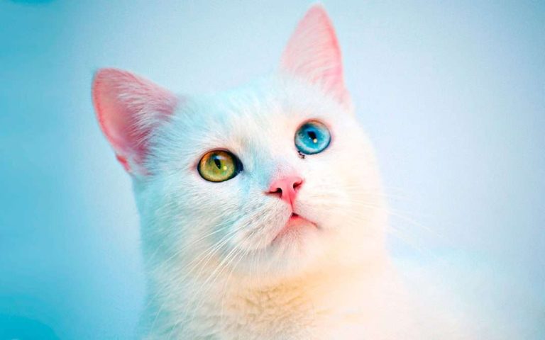 Gato Angora