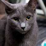 Gato Azul Ruso