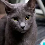 Gato Azul Ruso