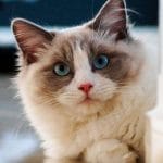 Gato Ragdoll