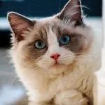 Gato Ragdoll
