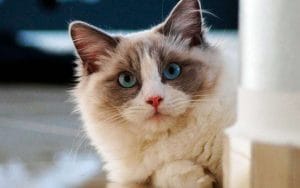 Gato Ragdoll