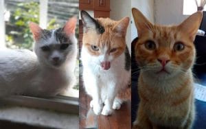 Gatos hours, kora y steve, su historia