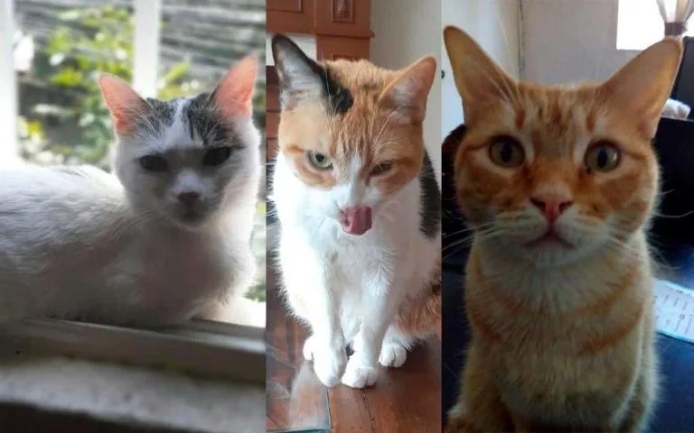 Gatos hours, kora y steve, su historia