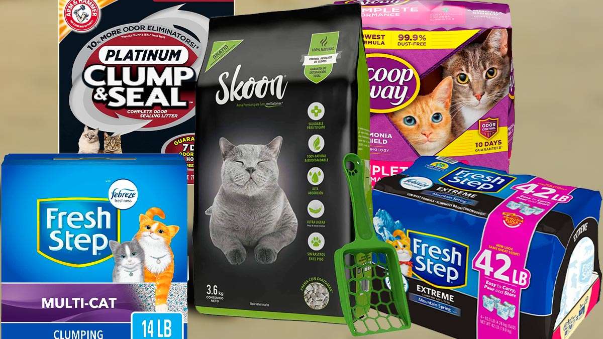 Arena para gatos: Consigue la mejor para ti 1 Mejor arena para gatos