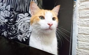 Vida y obra del Gato Miau