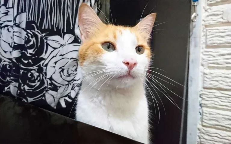 Vida y obra del Gato Miau