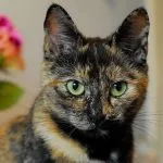 Gata Carey