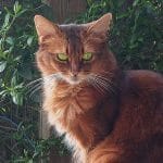 Gato Somalí