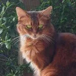 Gato Somalí