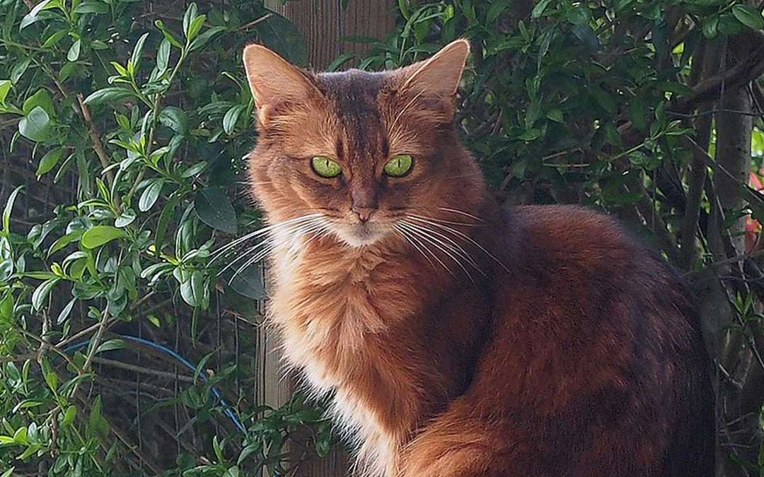 Gato Somalí 1 Gato Somalí