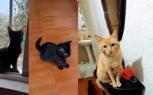 Gatos, Historia de Chelita y Salem
