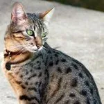 Gato Mau Egipcio