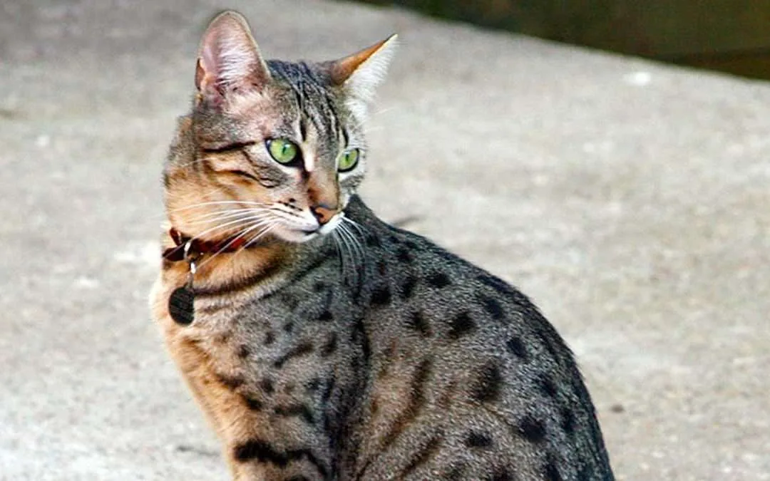Gato Mau Egipcio