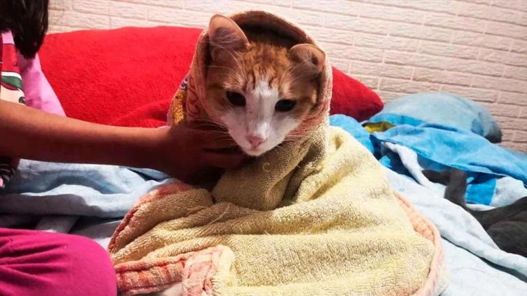 Cómo bañar a un gato