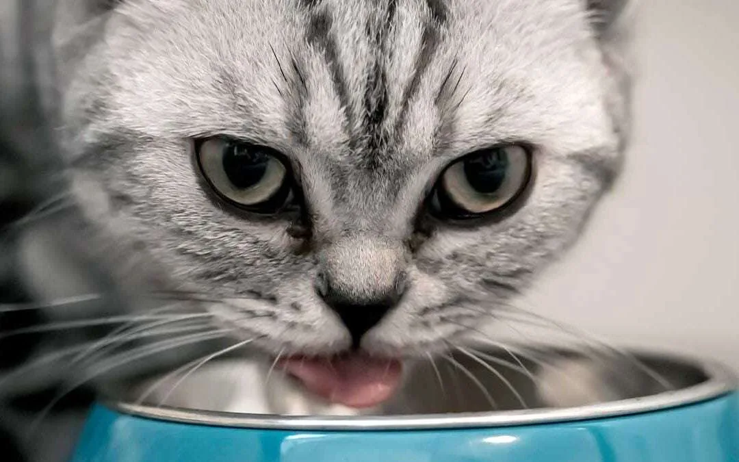 El mejor alimento para gatos