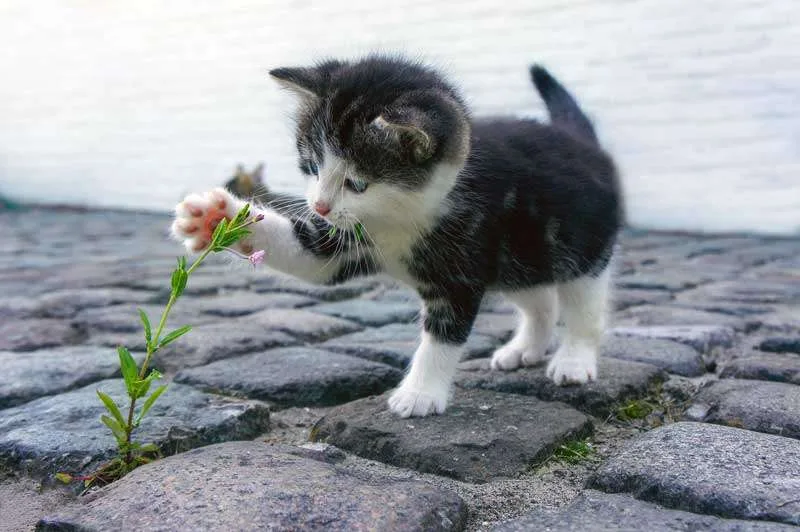 Gatito bebé jugando con una flor