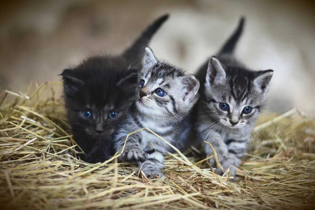 Gatitos bebés en un nido