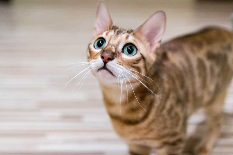 Gato Bengalí 4 Bengalí con tiernos ojos