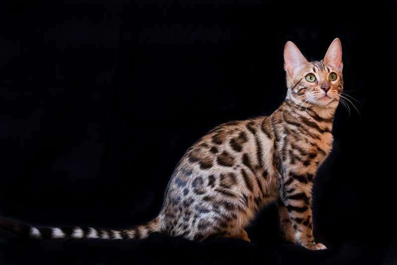 Gato Bengalí 6 Hermoso Gato Bengalí
