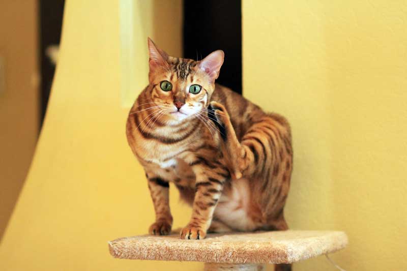 Gato bengalí rascándose