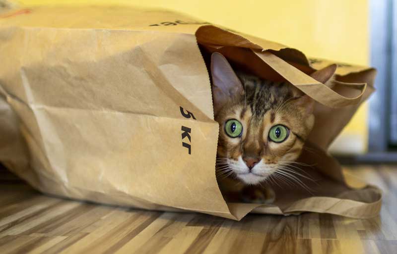 Gato Bengalí dentro de una bolsa