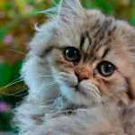 Gato Persa