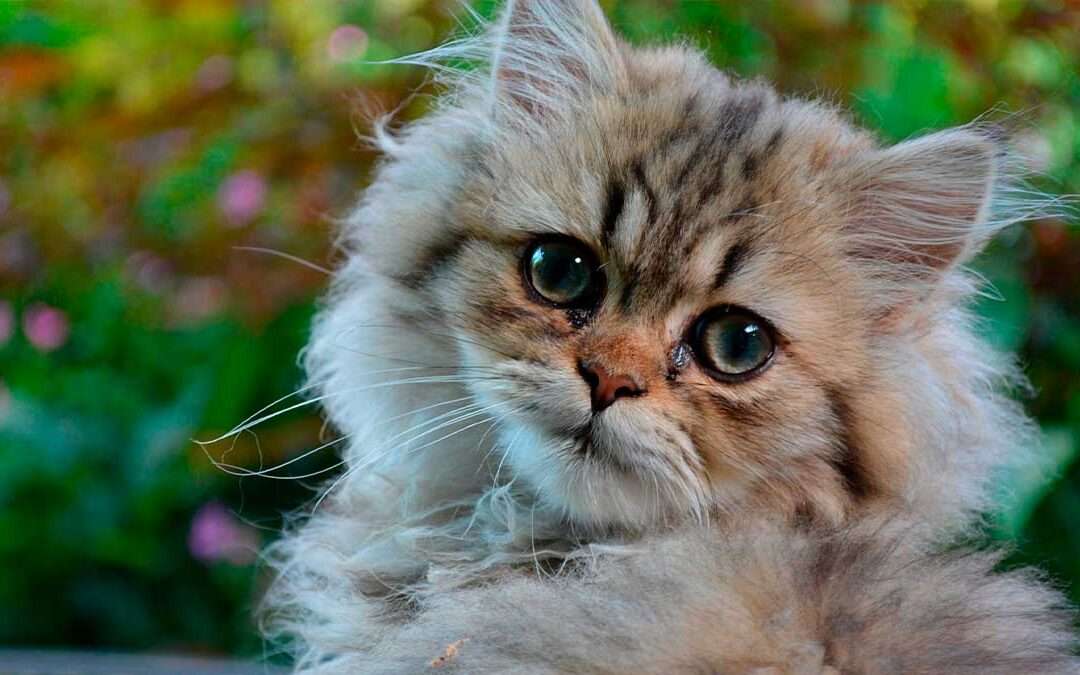 Gato Persa 1 Gato Persa
