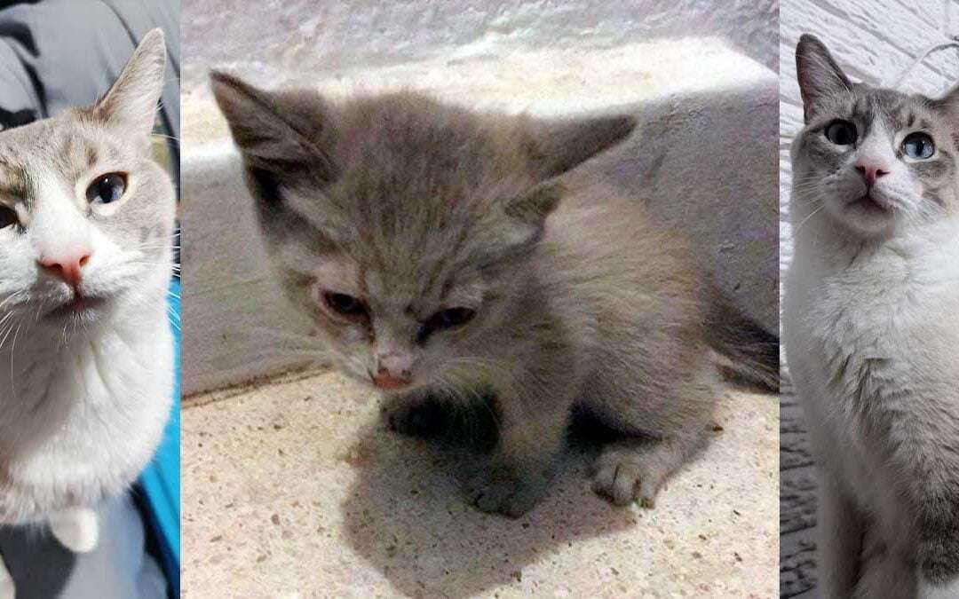 Historia del gato llamado Piccoros