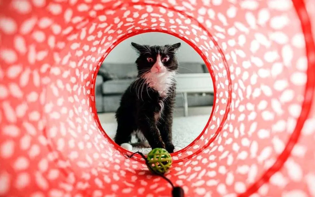 Juguetes para gatos