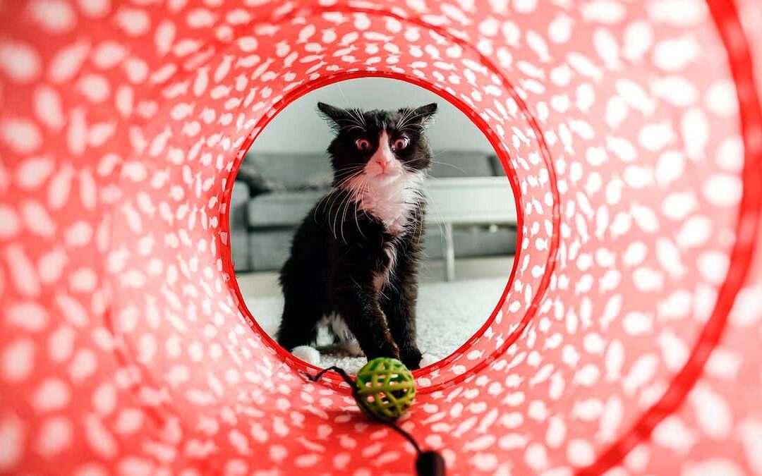 Juegos para cuidar la salud de los gatos 1 Juguetes para gatos