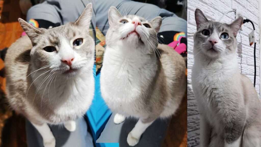 Historia del Sr. Piccoros: Gatito rescatado de morir 3 Gato Pícoros, historia