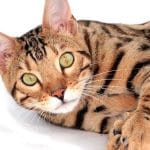 Gato Bengalí