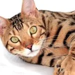 Gato Bengalí
