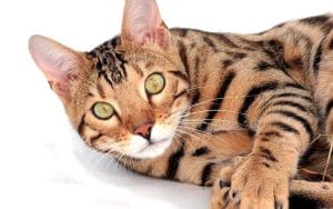 Gato Bengalí